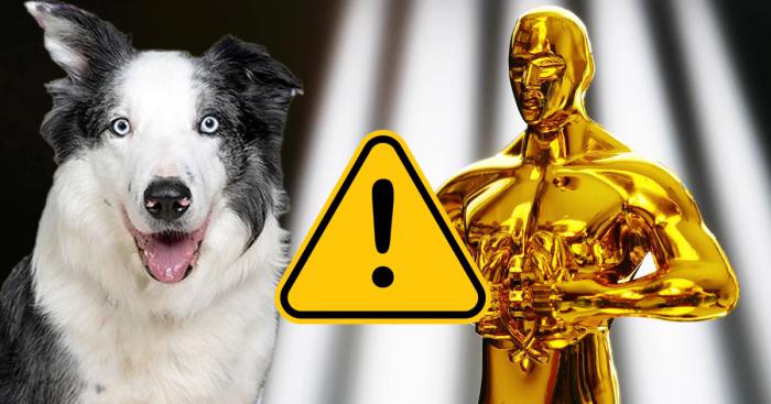 Ce chien serait une menace pour la cérémonie des Oscars 2024