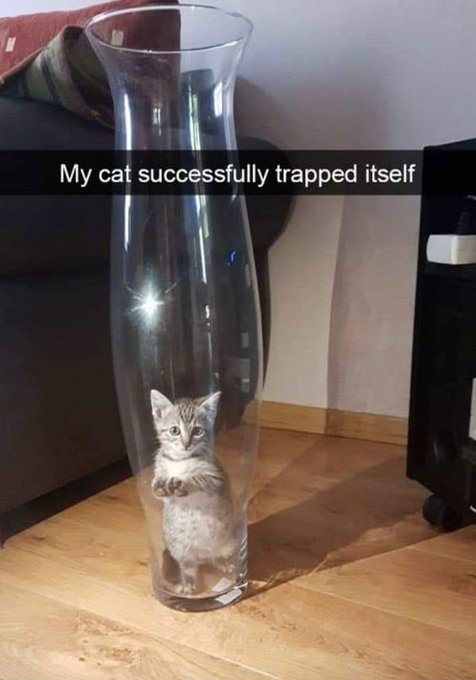 chat coincé vase