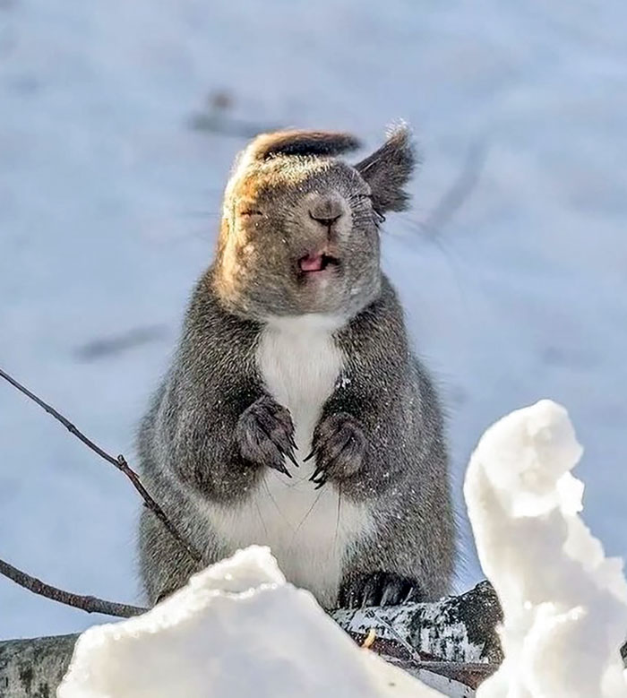 30 photos drôles animaux 7