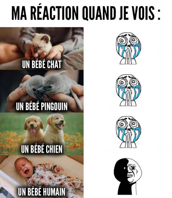 bébés animaux et bébé humain