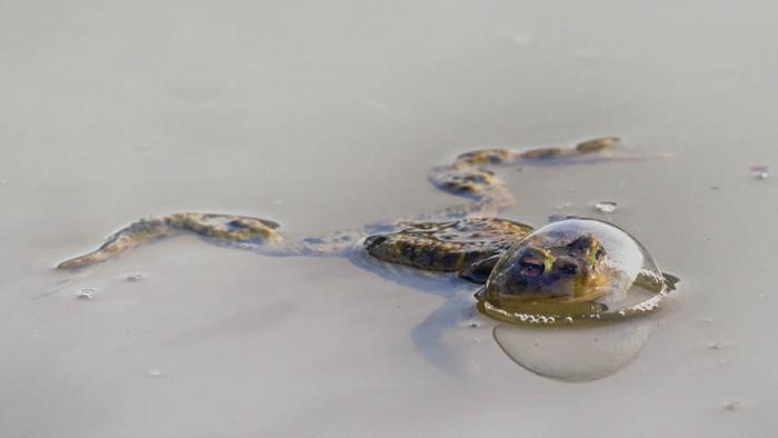 Comedy Wildlife Photography 