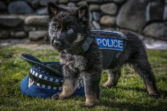 chien de la pollice néo-zélandaise