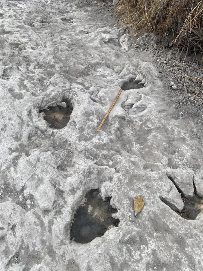 Découverte de traces de dinosaures dans une rivière asséchée