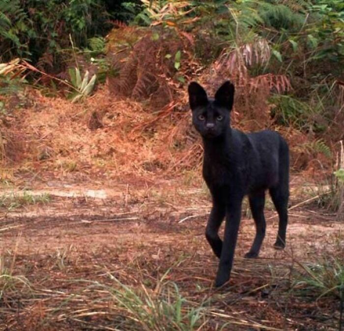 un chat sauvage noir