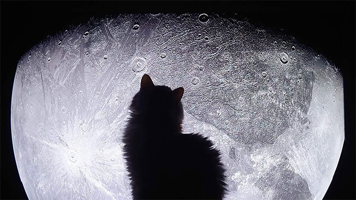 chat devant une lune 