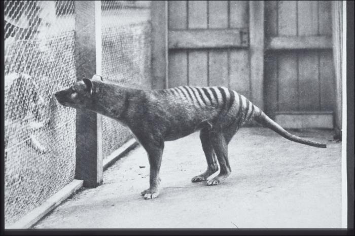 Thylacine