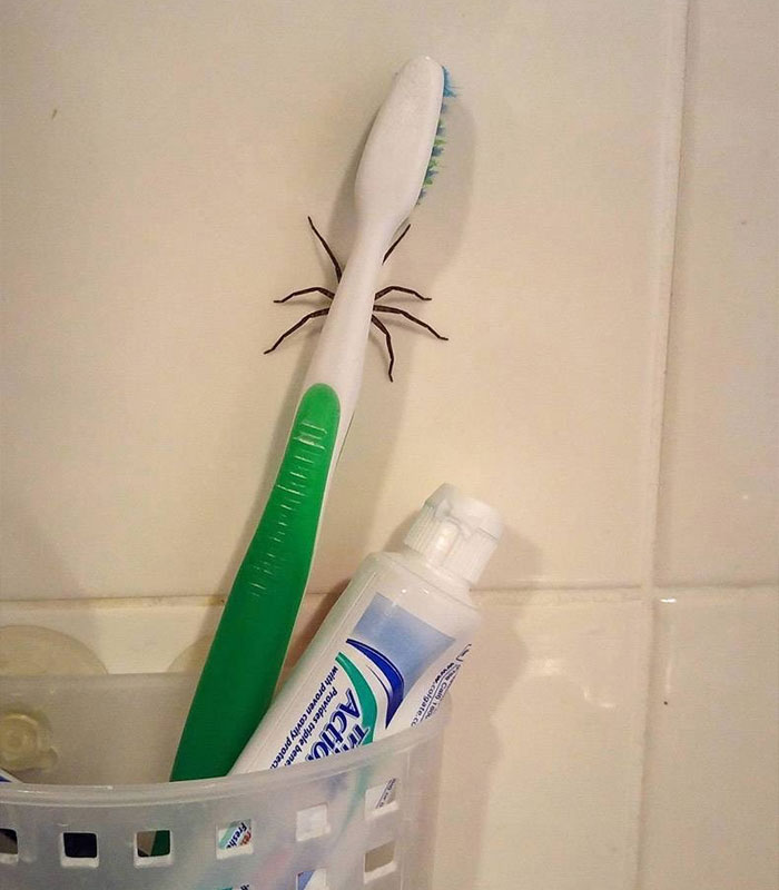 araignée derrière une brosse à dent