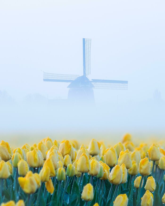 un moulin et des tulipes