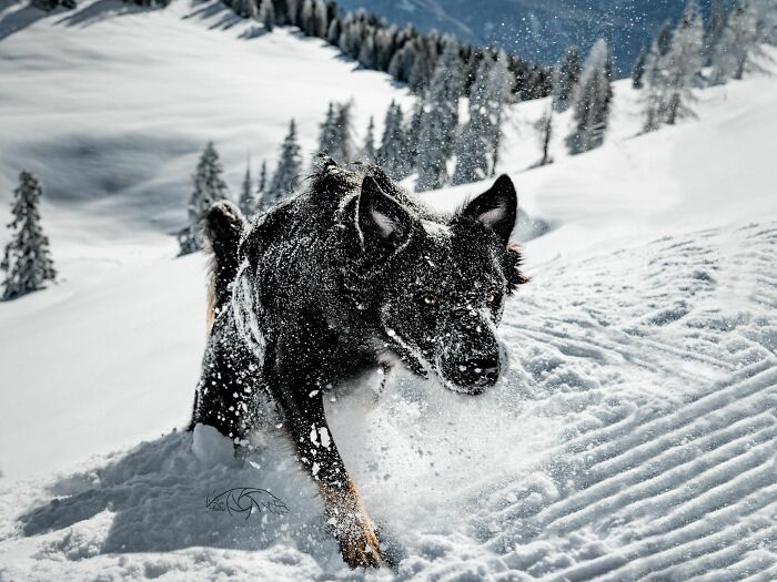 un chien dans la neige