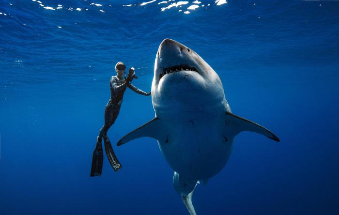 Grand requin blanc et homme