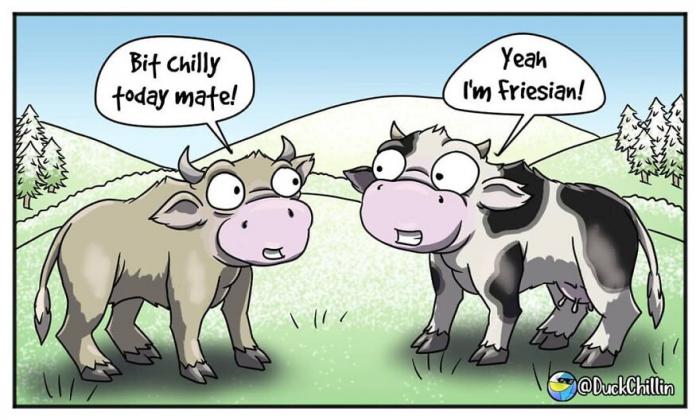 BD avec des vaches