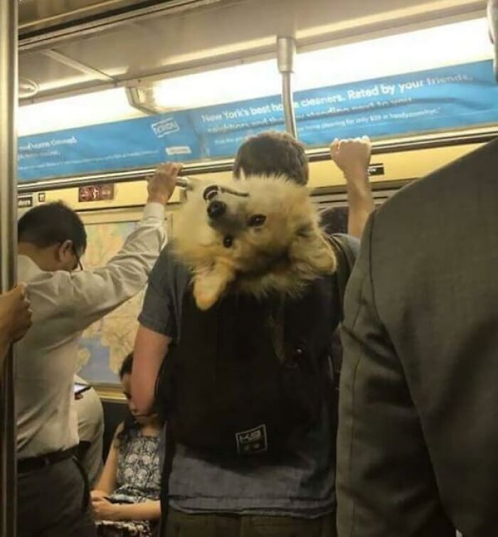 un chien dans un sac