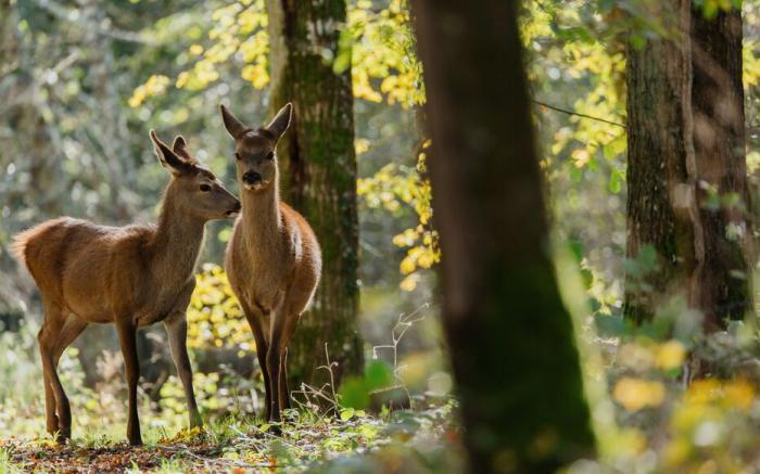 bambi