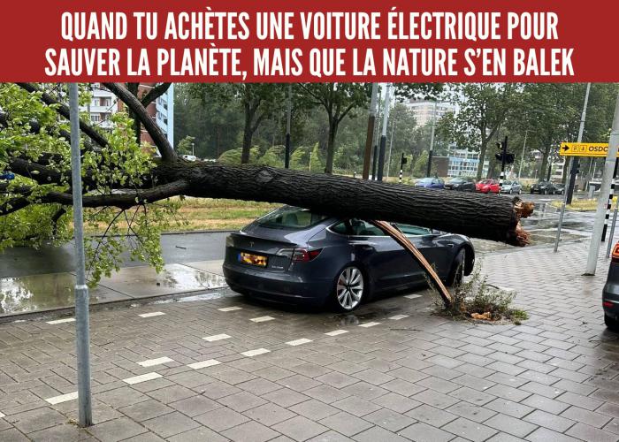 Tesla sous un arbre