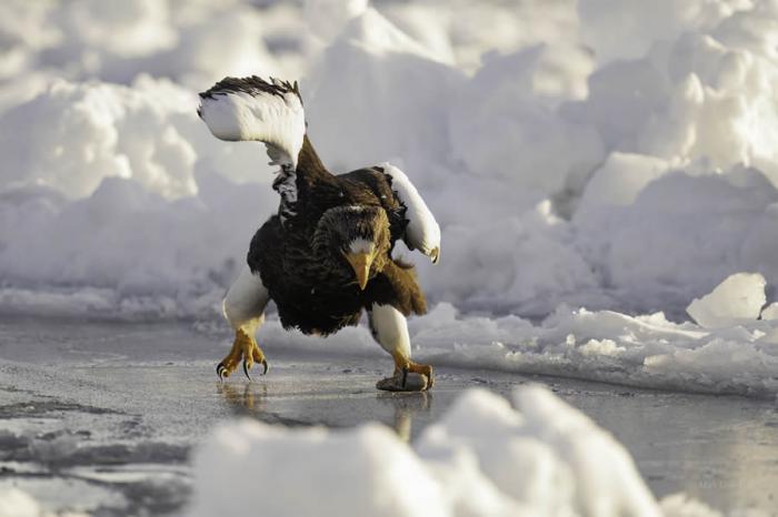 Comedy Wildlife Photography 