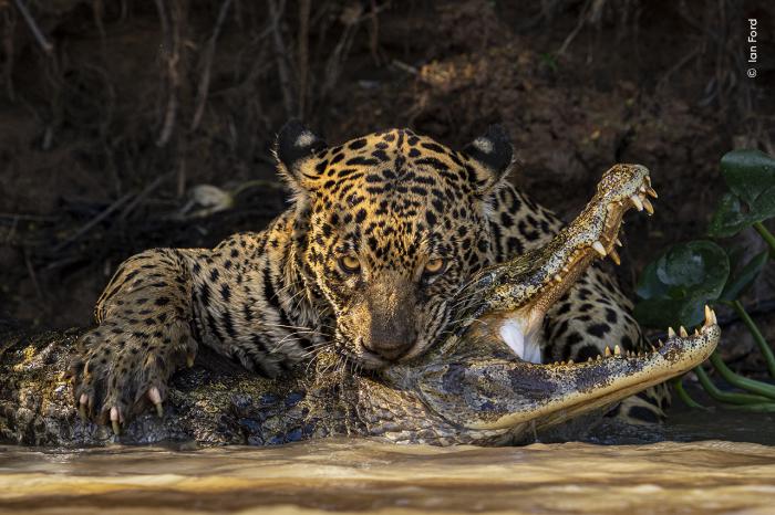  un jaguar mord un caïman au Brésil. Ian Ford