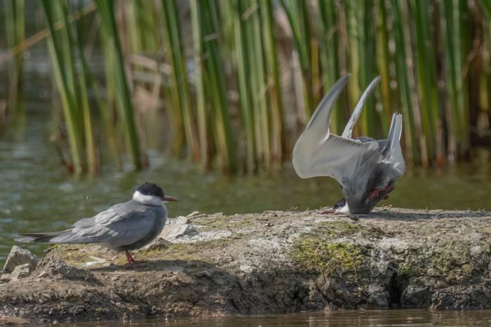 Comedy Wildlife Photography 