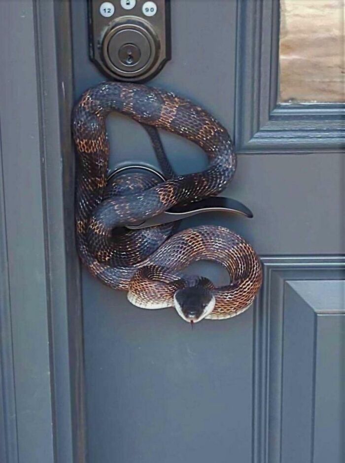 serpent sur une poignée