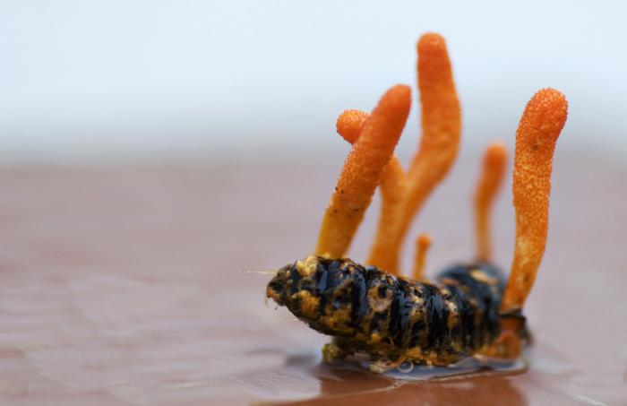 cordyceps