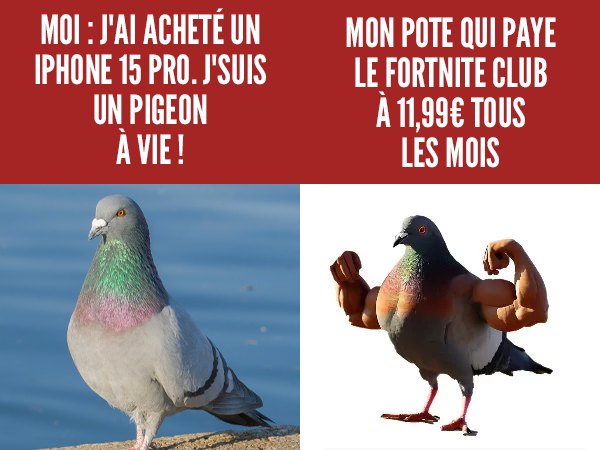 Des pigeons