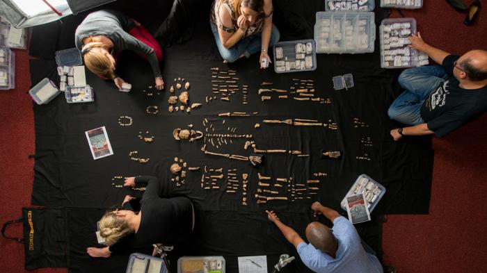 Reste de Homo naledi