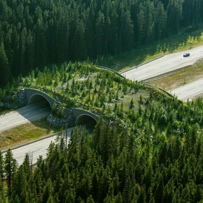 un pont végétal