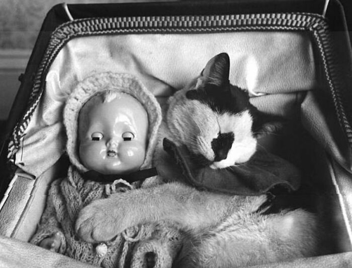 Chat et poupée 