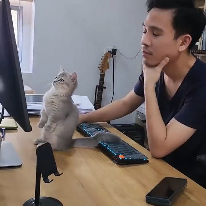 Chat avec un taff