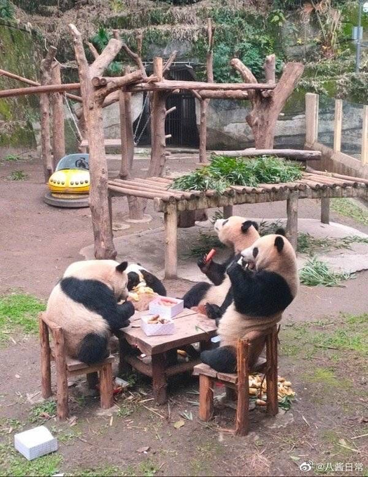 panda jouent
