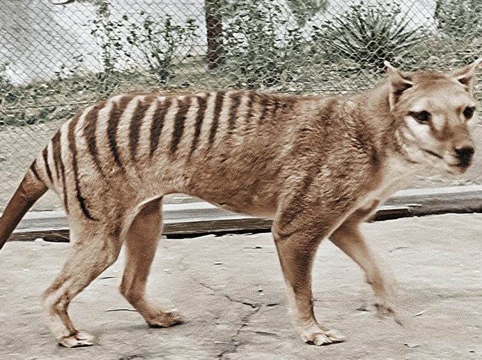 Thylacine