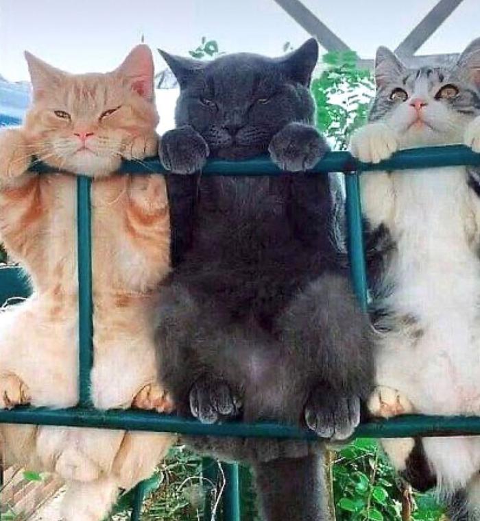 3 chats qui surveillent 
