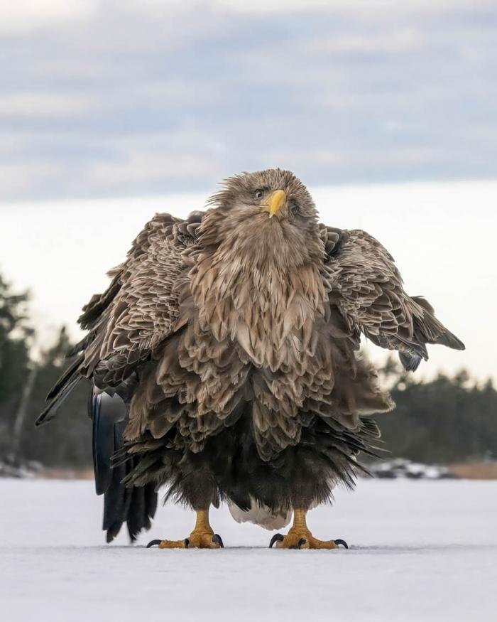 Comedy Wildlife Photography 