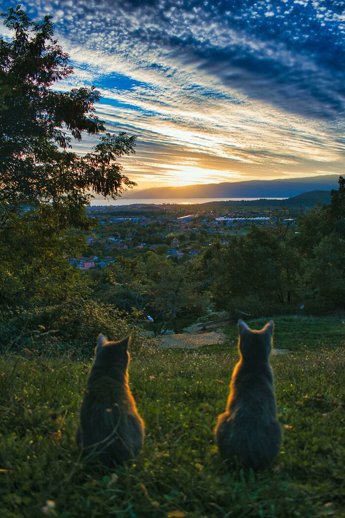 deux chat devant le soleil