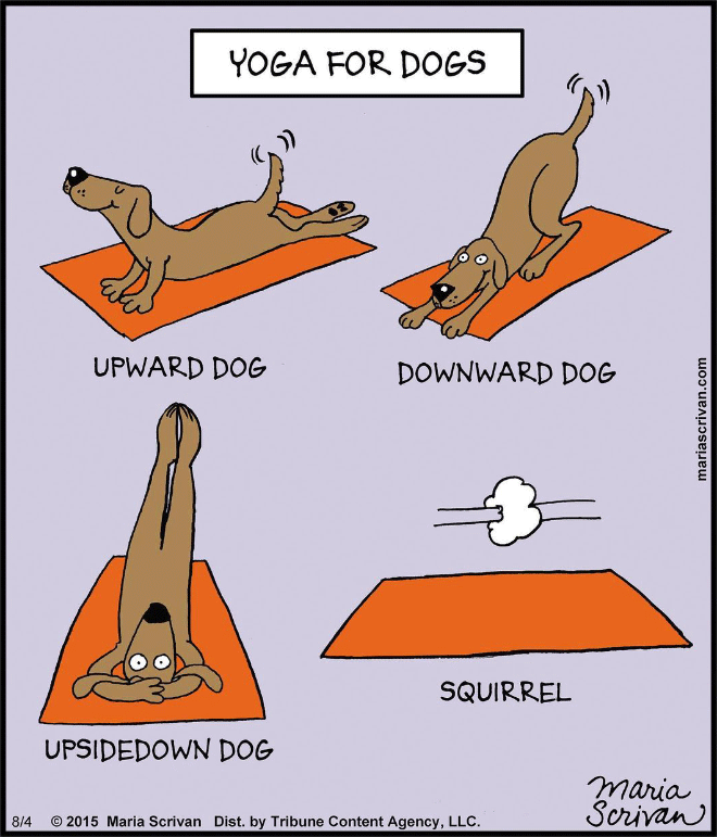 le yoga du chien