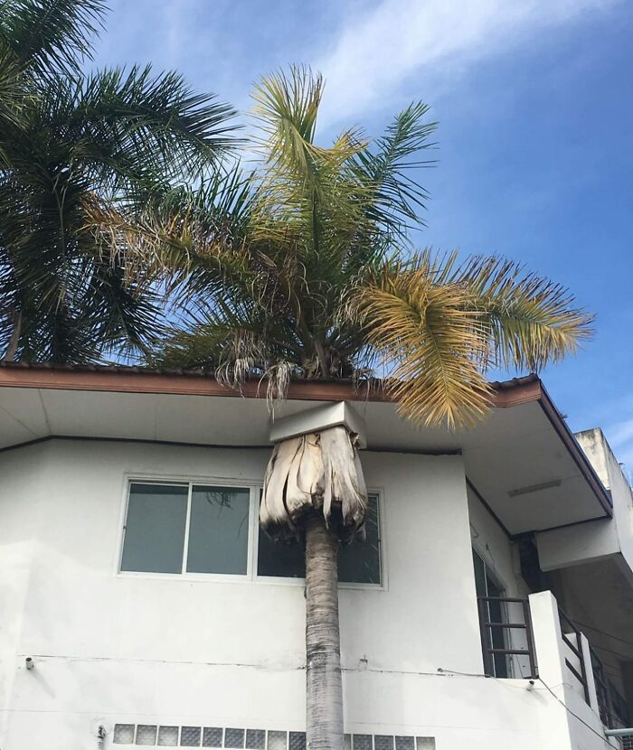 un palmier à travers une toiture