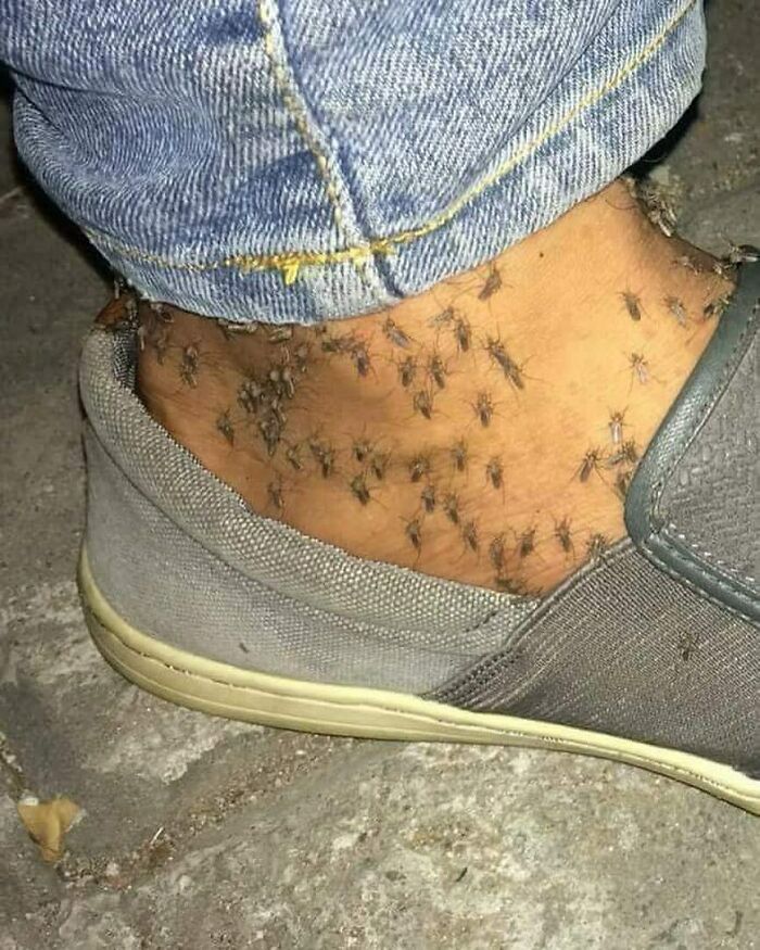 insecte sur la jambe