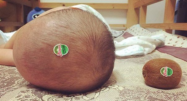 tête de bébé kiwi