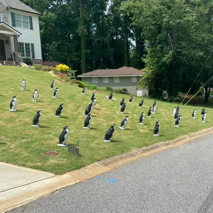 des pinguins dans une pelouse