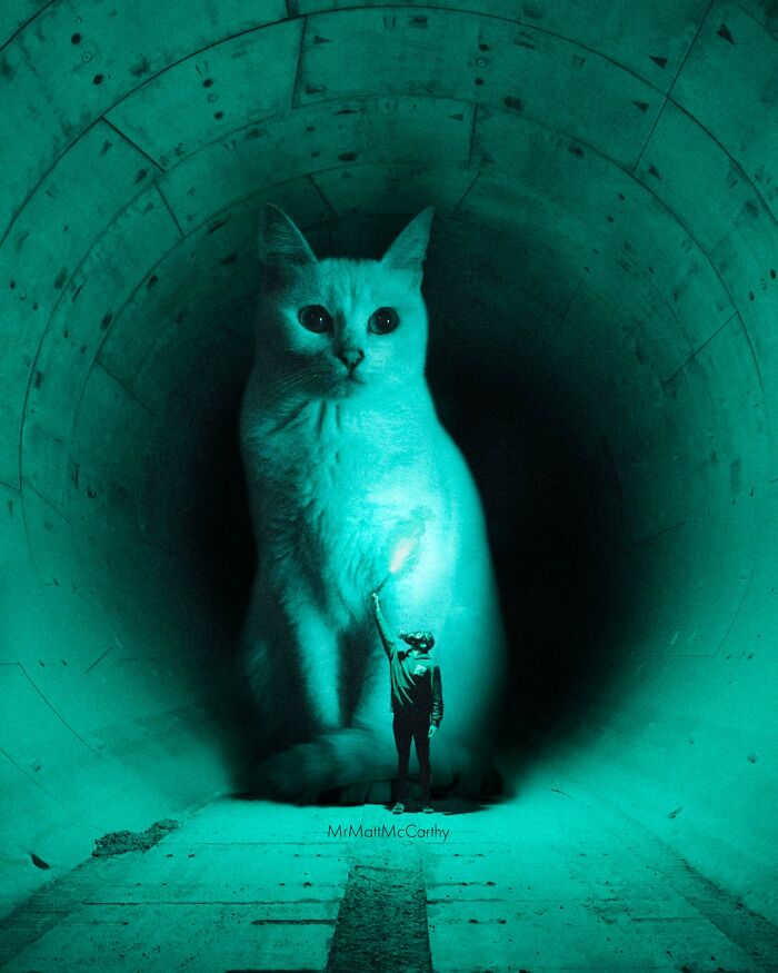 Chat dans Tunnel