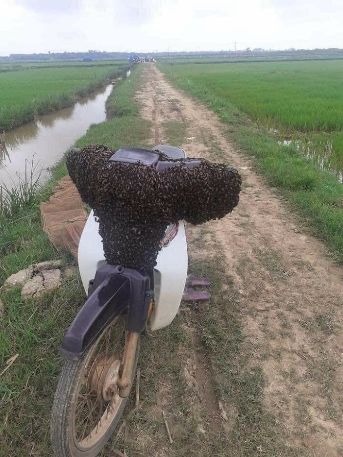 abeille sur un scooter