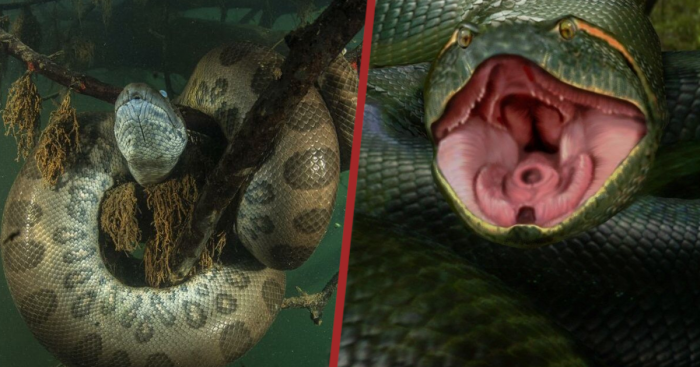 Anaconda Serpent