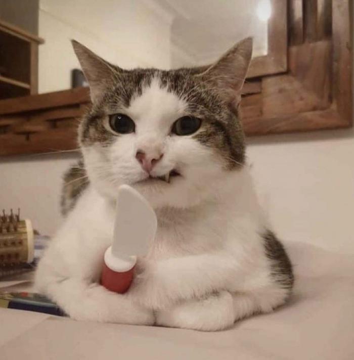 un chat ave un couteau