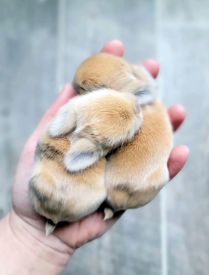 lapins bébé mignon