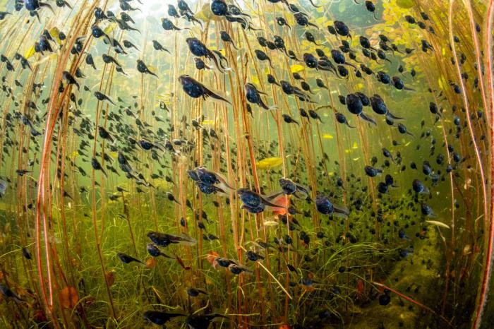 Prix du photographe de nature de l