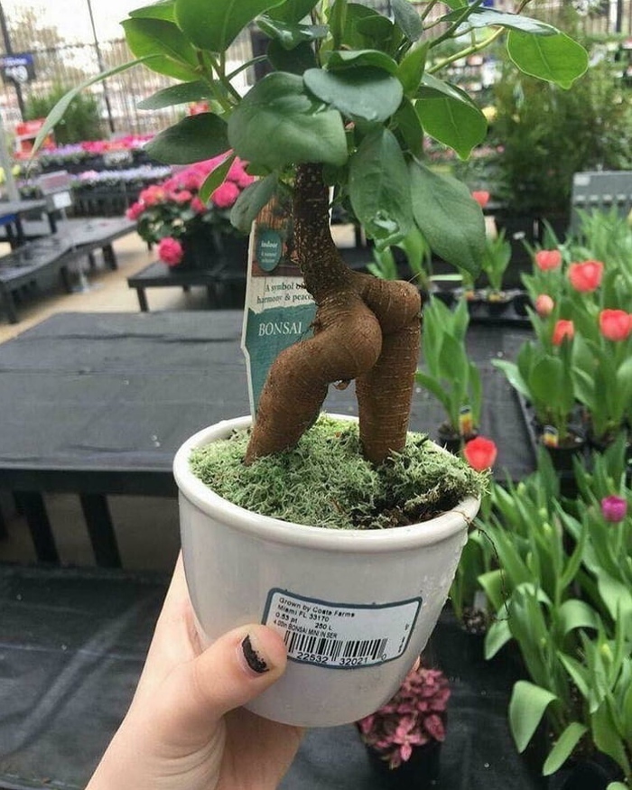 une plante