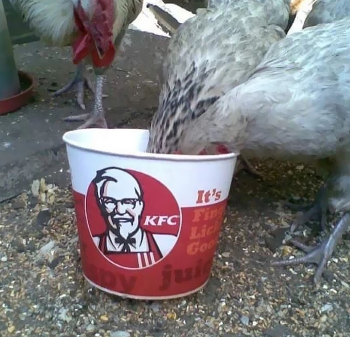 des poules qui mangent du KFC