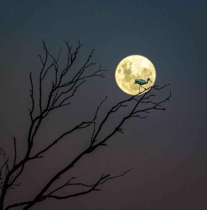 spatule devant la lune 