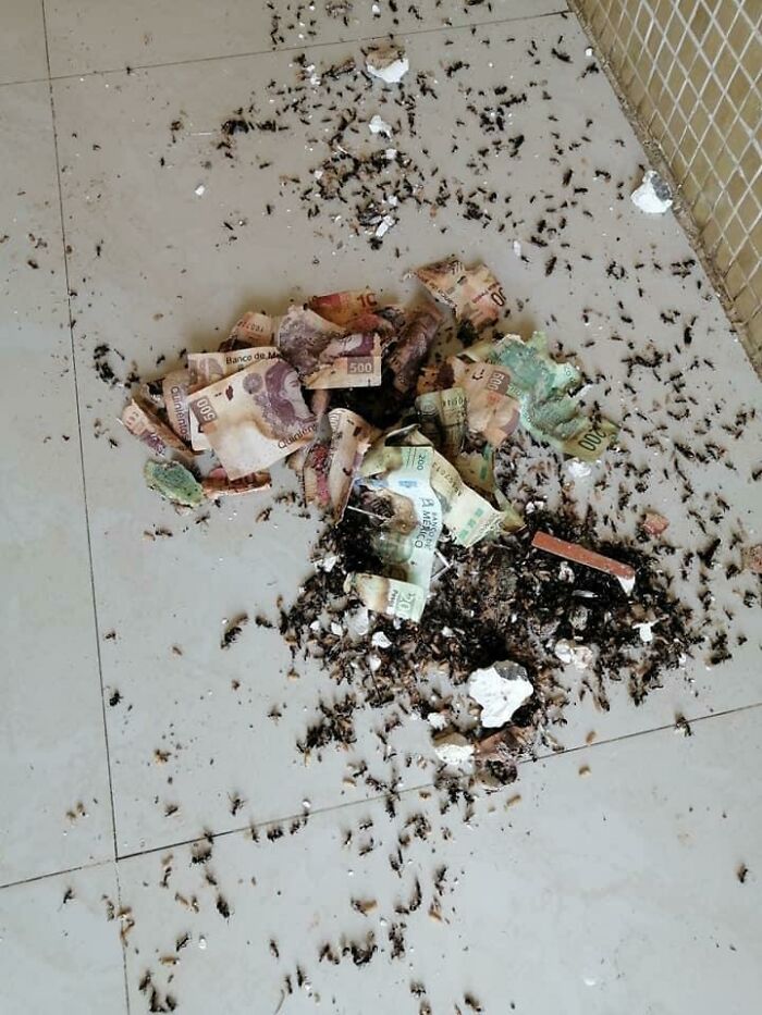 économies mangées par fourmis