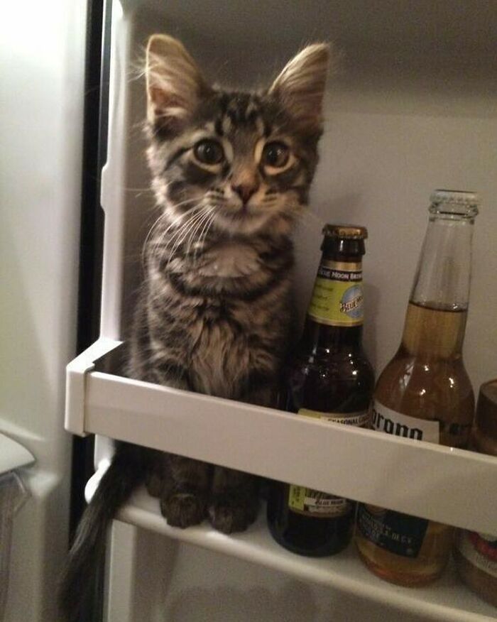 Chat dans frigo