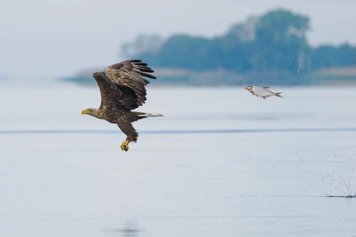 Comedy Wildlife Photography 